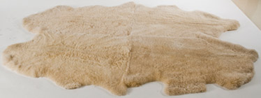 sheep rug
